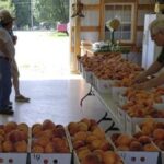 Marketing Rowan County peaches in the digital age